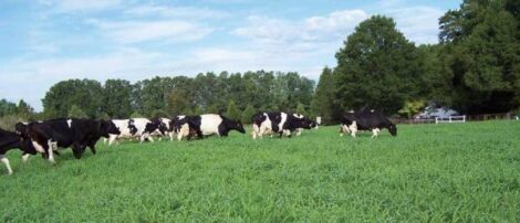 Grass-Fed Milk: An Udder Dream, Twelve Aprils a Year Image